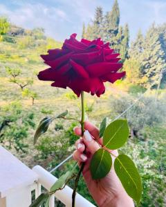 una persona che tiene una rosa rossa sul balcone di Villa Francesca a Spoltore