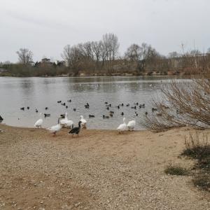 a flock of birds standing on the shore of a lake at Chambre Monde Tout confort Saint-Marceau in Orléans