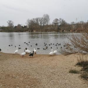 a flock of birds standing on the shore of a lake at Chambre Evasion Tout confort Saint Marceau in Orléans +7 photos