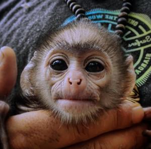 una persona sosteniendo un pequeño mono en sus manos en Jungle river humbhaha hostel, en Kataragama