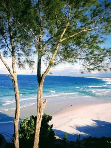 vista su una spiaggia con un albero e sull'oceano di Casa Agradável no Paraiso de Arraial do Cabo ad Arraial do Cabo