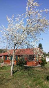 Zahrada ubytování Haus Elsbeere