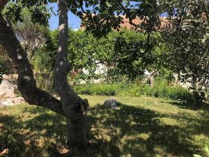 Vonkajšia záhrada v ubytovaní Ruza Apartment