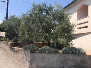 Fotografia z galérie ubytovania Ruza Apartment v destinácii Lukoran