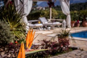 Fotografie z fotogalerie ubytování Villa Kalithea - Elegant Secluded Villa v destinaci Pemónia