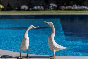 Fotografie z fotogalerie ubytování Villa Kalithea - Elegant Secluded Villa v destinaci Pemónia