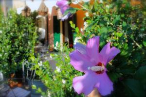 ガーヴィにあるAlbergo Al Castelloの庭にピンクの花が咲いている