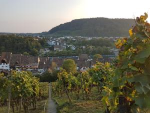 a view of a town from a bunch of vines at Rhii B&B in Eglisau