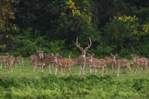 Animales en el resort o alrededores