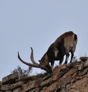 a antelope with long horns standing on a rock wall at Casa Elpatiodelmaestrazgo in Villarroya de los Pinares