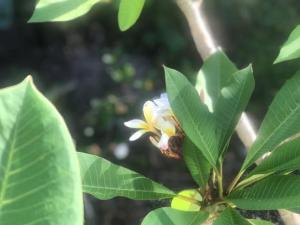Gallery image of Frangipani guesthouse -Ngunguru in Whangarei