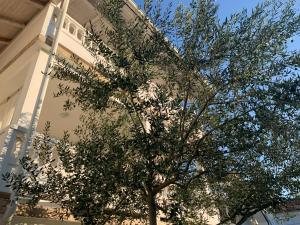 Fotografie z fotogalerie ubytování Apartments Gurman v Rabu