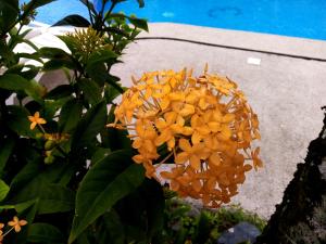 a yellow flower in a flower pot on a sunny day at Hotel La Diosa in Cahuita
