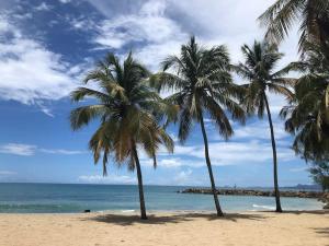 deux palmiers sur une plage avec l'océan dans l'établissement Soleiade Le Gosier - Accès Plage, au Gosier