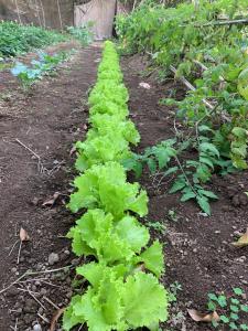 a row of lettuce plants in a garden at Villa Vicente in Vila Nova Sintra