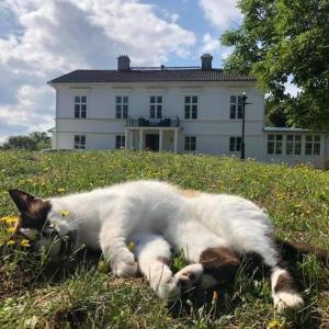 Eine Katze im Gras vor einem Haus in der Unterkunft Amiralsgården Verstorp in Karlskrona