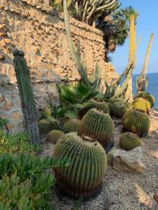 a group of cacti in front of a stone wall at El jardin Botánico Villa LUZ in Altea