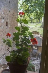 Zahrada ubytování Agriturismo Poggio ai Legni