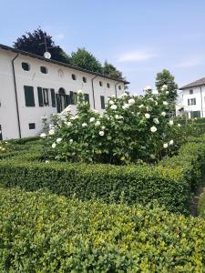 una siepe con rose bianche di fronte a un edificio di Borgo Dei Conti Della Torre a Morsano al Tagliamento