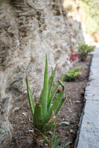 una suculenta planta verde creciendo en un jardín en Cycladic Villa with sea view! en Ioulida