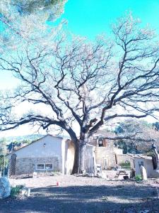 a large tree standing in front of a house at Sous un chêne bicentenaire agréable Chambre avec jardin et espace de W in Lambesc