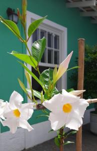 a group of white flowers in front of a window at Pousada Villa de Cananea in Cananéia