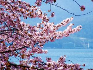 a cherry blossom tree in front of the water at The Windsor Hotel TOYA Vignette Collection in Lake Toya