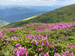 a field of pink flowers on the side of a mountain at Cabana Lupilor in Tău Bistra