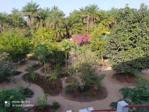 um jardim com muitas plantas e árvores em Chez Yaya - Chambre Sousete em Oussouye