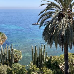 a palm tree and a view of the ocean at El jardin Botánico Villa LUZ in Altea