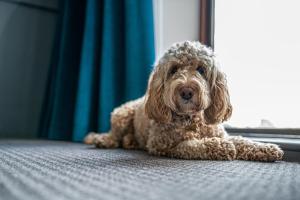 オーカムにあるRutland Hall Hotelの床に横たわる小さな褐色の犬