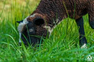 a pug dog is standing in the grass at Agroturystyka Corno Owca in Żabnica