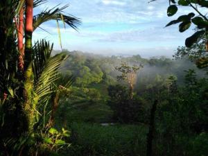 Puerto Viejo的住宿－Vanilla Jungle Lodge - Rainforest Waterfall Garden，相簿中的一張相片