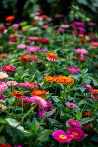pole kolorowych kwiatów w ogrodzie w obiekcie "Palatiana Agriturismo-Philoxenia Cottages", Private Nature Retreats w Galini