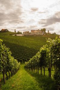 una fila di alberi in un vigneto su una collina di Weinrefugium Brolli a Gamlitz