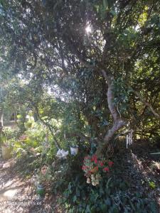 a tree with potted plants in a garden at Welbedacht Estate Self catering Accommodation in Port Elizabeth