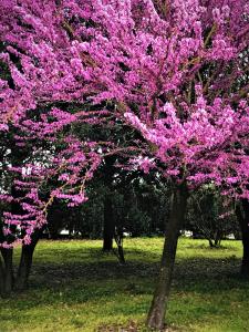 a tree with pink flowers in a park at Delfina Palace Hotel in Foligno