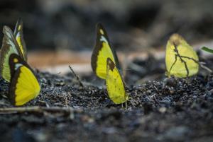 Fotografie z fotogalerie ubytování Rain Forest Inn v destinaci Ringlet