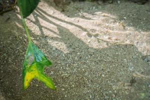 Fotografie z fotogalerie ubytování Rain Forest Inn v destinaci Ringlet