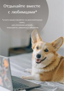 
a brown and white dog sitting on top of a computer keyboard at ApartHotel Imeretinsky - Parkovy Kvartal in Adler
