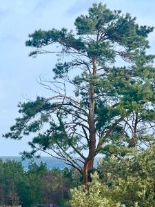 a pine tree on the side of a hill at Baltic Park Apartament in Świnoujście