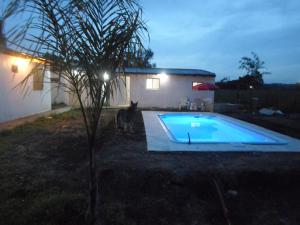 un gato de pie junto a una piscina por la noche en Complejo Miranieves, Se alquila casa para 3 personas en Miramar Costa Atlantica, en Miramar