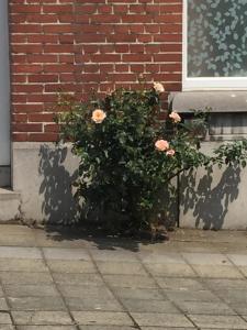 a bush with pink roses in front of a building at Maison chaleureuse in Gilly