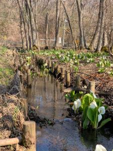 un jardin avec des fleurs blanches dans un ruisseau dans l'établissement ビジネスホテル幸楽, à Abashiri