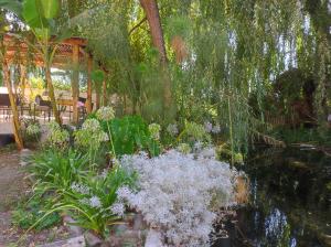 a garden with a pond and trees and plants at Hostal Doñihue in Doñihue