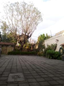 a parking lot with a tree in the background at Casita del Árbol in Mexico City