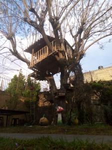 a tree house sitting on top of a tree at Casita del Árbol in Mexico City