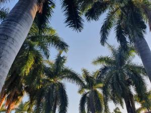 a group of palm trees against a blue sky at At SILVER PALMS in Tzaneen