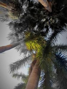a group of palm trees with the sky in the background at At SILVER PALMS in Tzaneen +11 photos