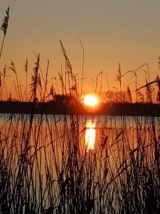 a sunset over a body of water with tall grass at Eichis Landliebe in Malchin